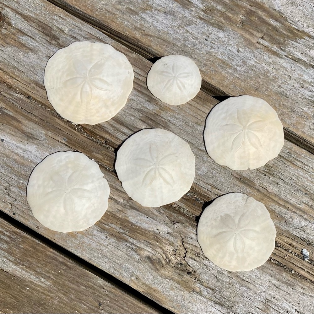 Sand Dollars Authentic York Beach, Maine Set of 6